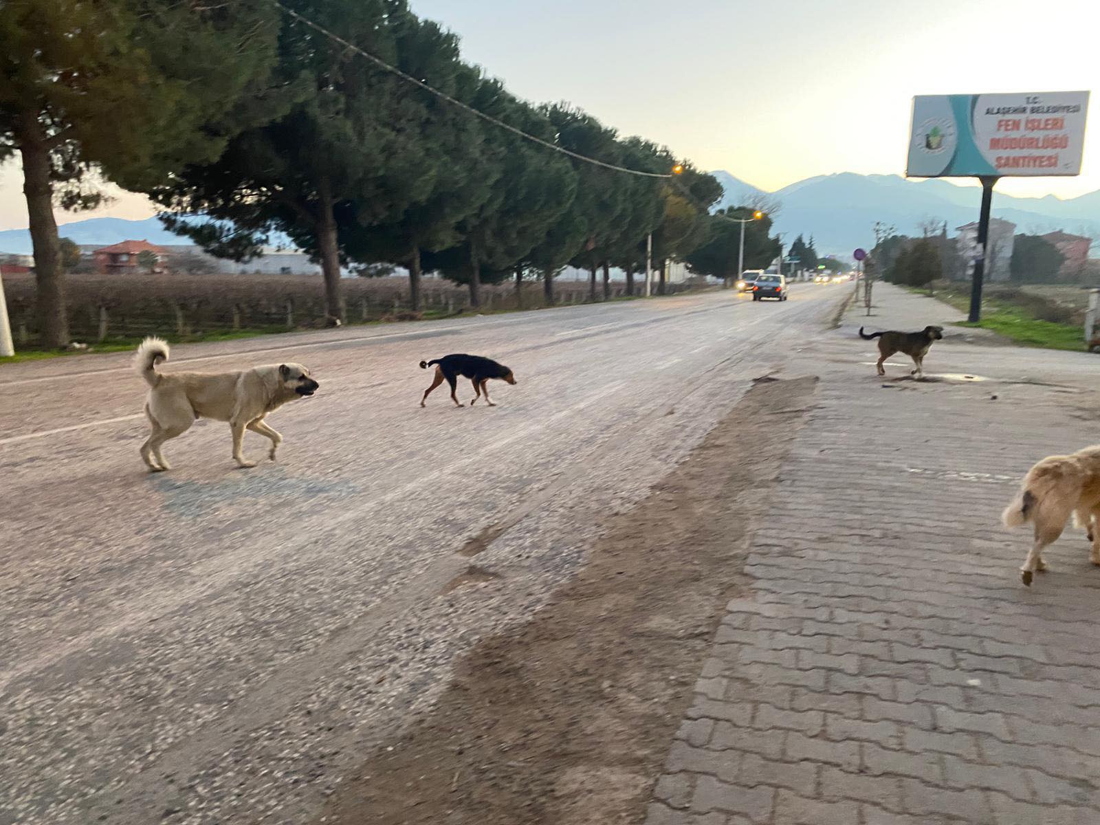 Alaşehir sokak köpeği 