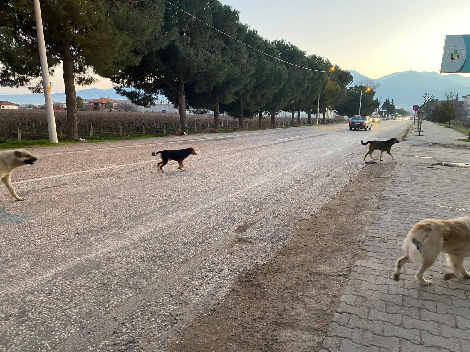 Alaşehir köpek 